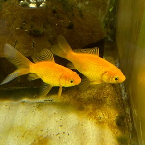 金魚　レモンコメット　Sサイズ　1匹　※カラー/ 雌雄の指定不可