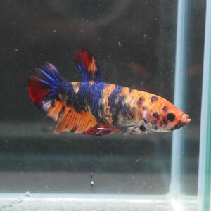 ベタ　ジャイアントプラカット　メス　04F1022-006　約5.5-6.0cm　生体　熱帯魚