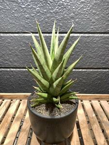 サンセベリア ロックマン Sansevieria Rock Man 