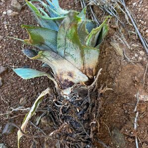 石垣島ゴールドバレルの苗（輪切り用）