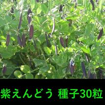 紫えんどう（ツタンカーメンえんどう）　種子30粒　固定種_画像1