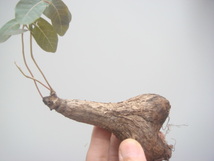 塊根植物　 phyllantmos mirabilis　 フイランシス　ミラビリス　　コーデックス　a-68_画像5