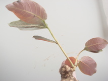 塊根植物　 phyllantmos mirabilis　 フイランシス　ミラビリス　　コーデックス　a-7９_画像2