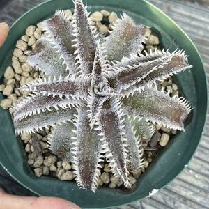 Dyckia-Red Snapper ディッキア-レッドスナッパー