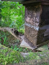希少　日本ミツバチ 国産天然はちみつ100% 300g　生はちみつ 百花蜜 国産　蜂蜜_画像2