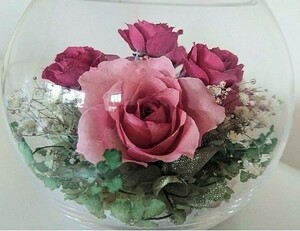  rose. Blizzard flower, glass dome 