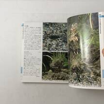 日本の淡水魚　山渓カラー名鑑　山と渓谷社　1996年2版8刷　☆図鑑 4いy_画像4