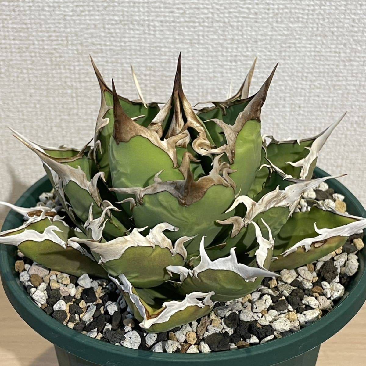 強棘の値段と価格推移は?|9508件の売買データから強棘の価値がわかる