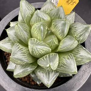 ★奈研★サボテン・多肉植物★695★ハオルシア　ビーナス×オブツーサ　 Haworthia　obtusa(dielsiana) hyb. 　約W9.2cm