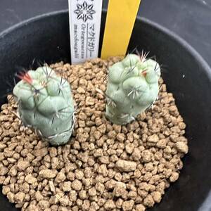 ★奈研★サボテン・多肉植物★804★マクドガリー　実生　 Ortegocactus　macdougalii　約W1.6～1.6cm