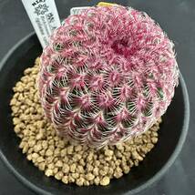 ★奈研★サボテン・多肉植物★786★紫太陽　実生　Echinocereus　rigidissimus　v.purpleus　　約W4.5cm_画像3