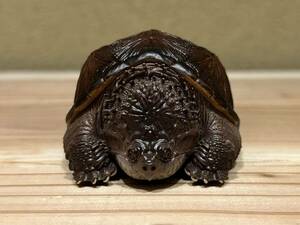  hard-to-find ultra rare kami exist game( normal ) figure . head reptiles turtle turtle ornament objet d'art living thing living thing 