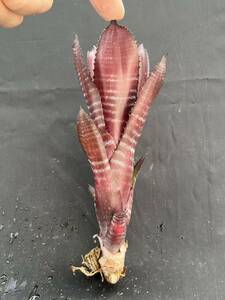 ビルベルギア Billbergia ‘Grand Finale’ from Australia