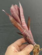 ビルベルギア Billbergia ‘Grand Finale’ from Australia_画像4