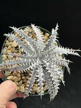 ディッキア Dyckia 'Route 40 ('Heaven & Hell' × 'Arizona' clone #40) from US_画像3