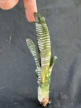 ビルベルギア Billbergia vittata 'Domingos Martins' from Bryan Chan US ①_画像3