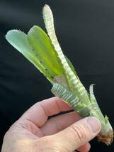 ビルベルギア Billbergia vittata 'Domingos Martins' from Bryan Chan US ①_画像4