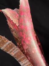 ビルベルギア Billbergia Somerset ‘Showtime' from Australia_画像7