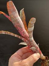 ビルベルギア Billbergia Somerset ‘Showtime' from Australia_画像2