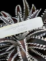 Dyckia BBB Bill Baker's hybrid from Bryan Chan ①_画像1