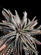 Dyckia BBB Bill Baker's hybrid from Bryan Chan ①_画像6