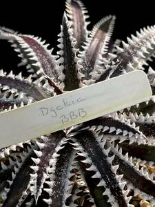 Dyckia BBB Bill Baker's hybrid from Bryan Chan ②