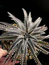 Dyckia BBB Bill Baker's hybrid from Bryan Chan ②_画像2