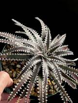 Dyckia BBB Bill Baker's hybrid from Bryan Chan ②_画像3