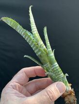 ビルベルギア Billbergia vittata 'Domingos Martins' from Bryan Chan US ②_画像5