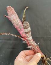 ビルベルギア Billbergia Somerset ‘Showtime' from Australia_画像3