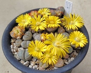 【自家採種“種子”/30粒】Lithops helmutii (C 271)/リトープス 青磁玉//多肉植物