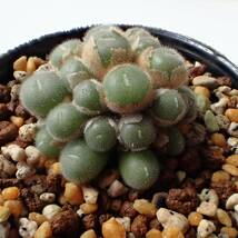 ステファニー ヘルムティー Conophytum stephanii ssp helmutii PVB3265 Rosyntjieberg コノフィツム 多肉植物_画像3