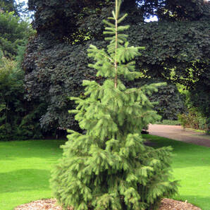 種子　原種　Picea smithiana　20粒　ヒマラヤトウヒ　枝垂れ　モリンダ唐檜　針葉樹　盆栽　庭木　植木