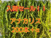 ★ポストに投函 アナカリス（オオカナダモ）約20cm 200本＋α メダカ ザリガニ 水草 アクアリウム 餌 ビオトープ_画像1