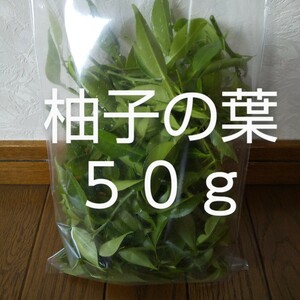 柚子の葉 約50g 新鮮 農薬不使用