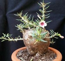 【種子】パキポディウム・ビスピノーサム　Pachypodium bispinosum 種子5粒【送料無料】