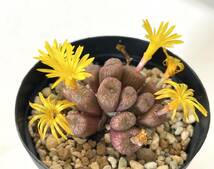 ブロウニー コノフィツム 多肉植物 conophytum _画像2