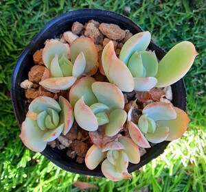 オマケつき　多肉植物　ピーチプリデ　エケベリア　カット苗　発根済　６苗全部　1~2cmほどの大きさです。　小さい寄せ植えにも