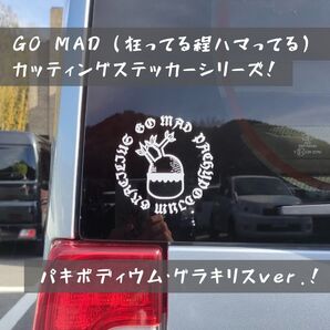植物カッティングステッカー グラキリスver. パキポディウム グッズ 種子 実生 グッズ 塊根植物
