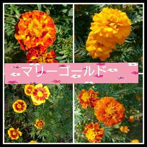 マリーゴールド　種子　タネ　オレンジ色の花　黄色の花　花壇の花