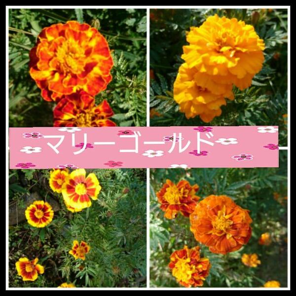 マリーゴールド　花の種子　グラデーションのマリーゴールド　オレンジ色の花