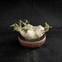 Pachypodium rosulatum var. makayense / パキポディウム マカイエンセ 【微発根】 / グラキリス パキプス_画像3