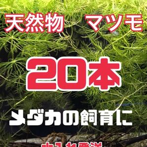 マツモ　２０本　水草　水入れ梱包発送　マツモ草