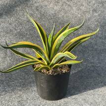 【鉢ごと発送】アガベ　デスメティアーナ ゴールドマージン /Agave desmettiana 'Gold margin’ / 5号ポット/　23-10-6-02_画像3