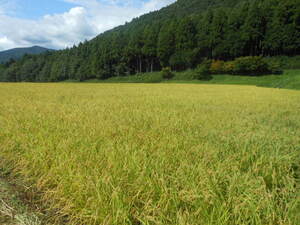 獲れたて！新米令和5年度産 近江米 伊吹産 キヌヒカリ玄米30kg(白米、無洗米可）有機肥料 減農薬 自家栽培