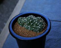 ★多肉植物★サボテン★アウストロキリンドロプンチア【Austrocylindropuntia cylindrica f.crist. 】【和名：群雀】4号・希少・現品_画像1