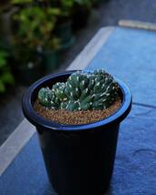 ★多肉植物★サボテン★アウストロキリンドロプンチア【Austrocylindropuntia cylindrica f.crist. 】【和名：群雀】4号・希少・現品_画像5