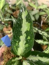 Aglaonema pictum　アグラオネマ　ピクタム　トリカラー　エウレカタイプ　ＡＺ便#ナロータイプ　細葉　_画像5