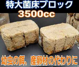 クワガタの産卵木の代わりに！カブトムシマットに埋め込み幼虫の栄養強化に！特大サイズ☆キクラゲ菌床ブロック【2個】クヌギ100％原料使用