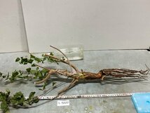 ル5000 「実生」コミフォラ ブレビカリックス ベゾルム 抜き苗【畑に地植え株・Commiphora brevicalyx var. Vezorum・枝切版・塊根植物】_画像2